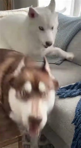 Rex Was Sleeping Peacefully… Simba Ruined Everything 💀🐾