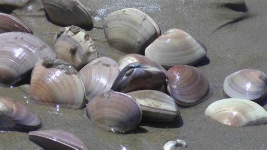 An official clamming season is coming to Pismo Beach