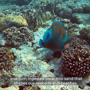 5.6K views · 238 reactions | Parrotfish: The Gardeners of the Reef...