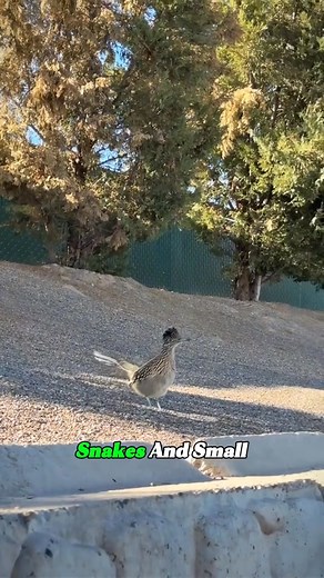 This Bird Can Fly... But Chooses to Run at 25 MPH!#Roadrunner #WildlifeFacts #AnimalTok #NatureSecrets#usa | Animals Facts653 | Facebook