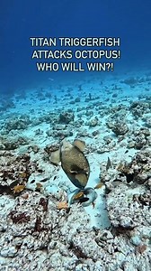 Tigger Fish vs Octopus 🥊 Make your bet in the comments 😎👇🏻 📹 @fulidhoo_dive_maldives . . . #tiggerfish #reefdive #boatdive #divetrip #scubadiving #diving #fish #octopus #seacreatures #animalencounter #fishbites #marinelife #victoriaaustralia #divingcenter #oceanlife #scubalifestyle #underwaterworld #wildlife #predation #diver #scubalove #nightdives #octopuslove #uwvideo | Academy of Scuba - Australia