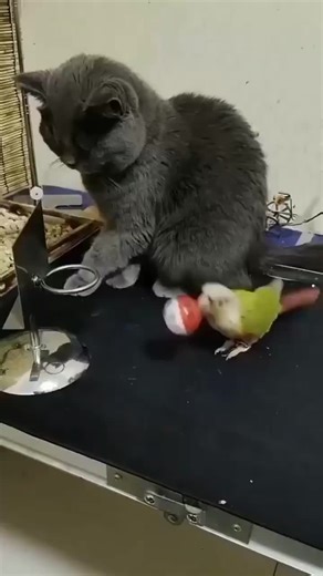 #lovebirds❤️❤️ #loveparrots❤️❤️❤️❤️😀😀🦜🦜 #loveparrots🔥 #smartbirds🐦🐦