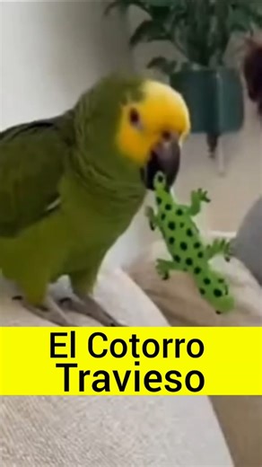 The Sweet and Mischievous Parrot, don't worry, it's not a Therian #zoo #humor #parrot