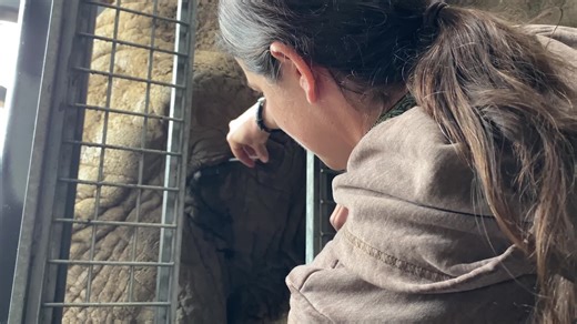 323K views · 3.4K reactions | Lisa the elephant has had problems with...