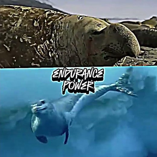 Elephant seal vs leopard seal