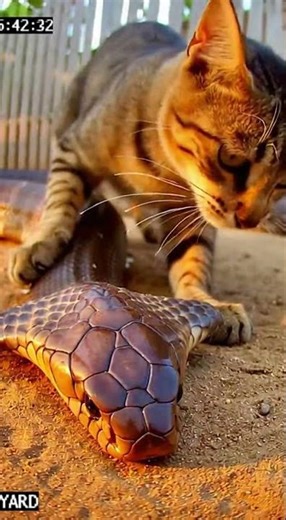 Brave Cat Saves Baby Chicks from Deadly King Cobra 🐍🐱 | Incredible Animal Moment