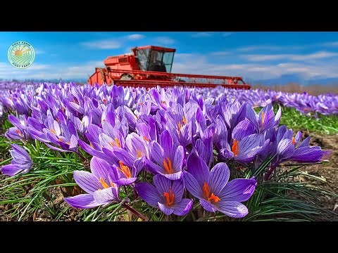 How Farmers Practice Modern Saffron Flower Farming | The World's Most Expensive Spice