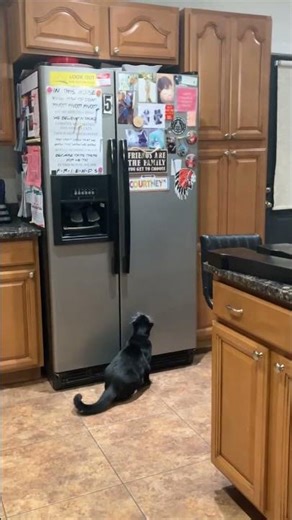 Tuxedo Cat Jumps Up and Grabs Magnets from Refrigerator Door