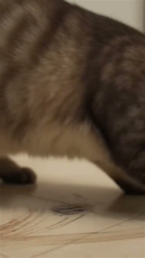 A Hardworking Floor Cleaner 😺😁 #funnyanimals #cutecat