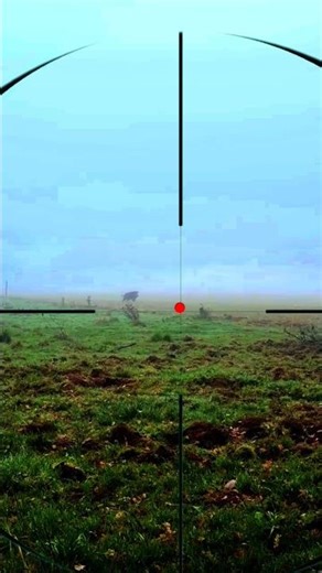 Wild boar hunting | Caccia Al cingiale | Chasse au sanglier