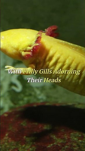 "Ultimate Guide to Axolotls: Care, Facts, and Fun!"