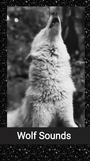 Wolf Sounds ( howling sound ) white wolf ❤️❤️ #wolf #animals #animalshorts #sound