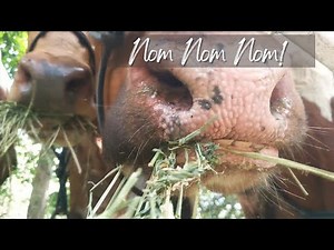 Relaxing Sounds of Cows Eating Hay