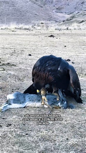 Águila real cazando #águilas #conejo #animales