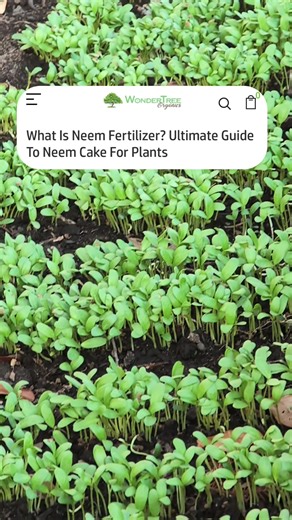 Neem Cake is considered the gold standard in organic gardening. It’s a natural byproduct obtained during the extraction of oil from neem seed kernels. When neem seeds are cold-pressed, the oil is removed, and the solid residue left behind is dried and crushed into neem cake powder for plants. This neem-based organic fertilizer is unique because it acts as a