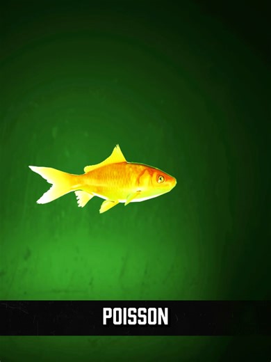 Durée de vie d'un poisson rouge en aquarium