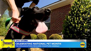 8.5K views · 93 reactions | Amazon Pets is kicking off National Pet Month by surprising one lucky pup named Peter Parker with his forever family! As Amazon.com celebrates the first-ever Amazon Pet Day today, they are offering customers 24 hours of tail-wagging deals across popular pets, home, and electronics products. https://amzn.to/3vuIsCh #AmazonPets | Good Morning America | Facebook