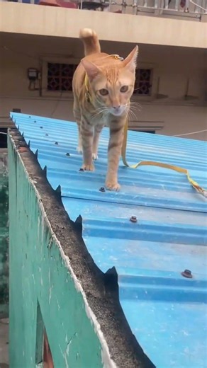 Just hearing the sound of mother running towards me quickly❤️️☺🐈 #cat #cutecats #catshorts