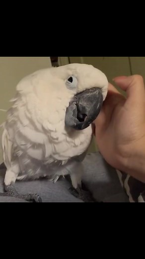 Cuddly Cockatoo: Your New Affectionate Companion