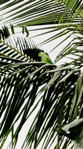 Exploring the Elegant Green RingNeck Parakeet