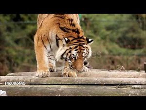 world animals remake tiger music video