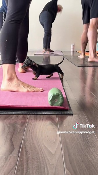 Have you ever tried yoga with a pack of playful Dachshund puppies? If not, you’re in for a treat! Watch to see the joy, laughter, and relaxation that only puppy yoga can bring. Who’s your ideal yoga partner—puppies or adults? Let us know in the comments! Register for a clasa with us on our website www.muskokapuppyyoga.ca #PuppyYoga #DachshundLove #YogaWithDogs #Mindfulness #DogLovers #CuteDogs #YogaLife #SundayFunday #PuppyTherapy