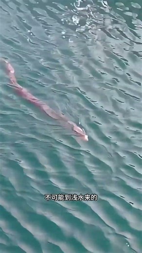 Incredible: Angler Snags a Mysterious Fish! Fishing奇遇