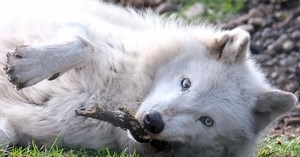 This wolf sanctuary near Olympia gave the writer goosebumps