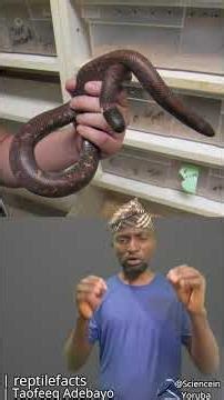 Blind snake ati Calabar ground python