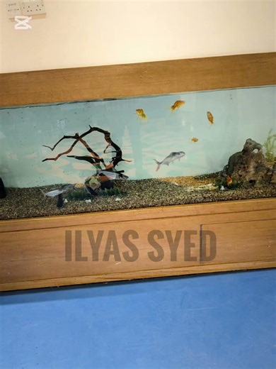 fish #trending #viral #photography #fish