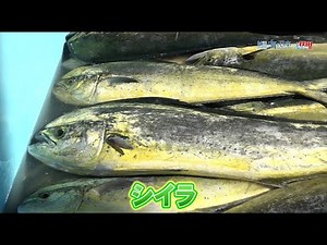 「秋田で漁獲量が増加している🐟鱪(シイラ)について」2024年11月3日（日）放送