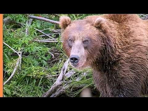 Bears of the World: 8 Species from Grizzlies to Giant Pandas | Wildlife