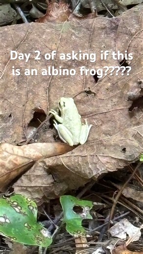 Is this albino??? #frog #outdoors #forest