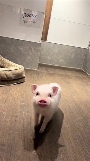 Adorable Kunekune Pigs: The Cutest Baby Pets