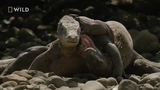 Have you ever seen reptiles like them? As scientists unlock their secrets, the more remarkable they become. Step into the world of these scaly creatures! Don’t miss Planet of the Reptiles every Saturday at 8:30pm HKT/SIN, 7:30pm BKK/JKT on National Geographic Wild. | National Geographic Asia