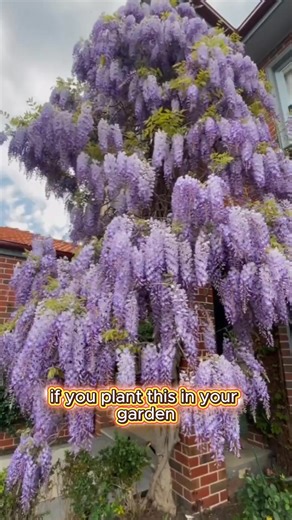 300K views · 2.7K reactions |  PLANT WISTERIA – TURN YOUR HOME INTO...