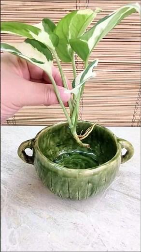 How to Add Green Stones Accent in Njoy Pothos for Home Decor💚 #watergarden #green #plants #diy