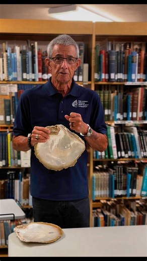 27K views · 980 reactions | Today, learn about the Golden-lipped Pearl Oyster (혗혪혯혤혵혢혥혢 혮혢혹혪혮혢) with Dr. José Leal. #shellmuseum #oysters #shells #mollusks #malacology #sanibel | Bailey-Matthews National Shell Museum & Aquarium | Facebook