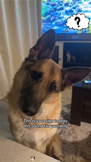 Dogs React to Sounds 🐶🎧 (Too Cute to Handle!)