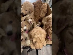 The Most Adorable Puppy Videos That Will Make You Laugh!