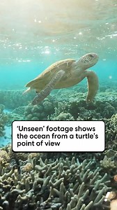 Ever wondered how a turtle sees the world? 🐢 | Yahoo News Australia