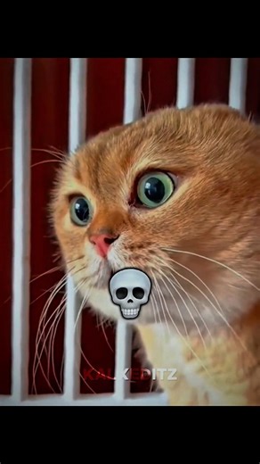 Cats the voice Actors🔥😼 #cat #catshorts #trollfaceedit