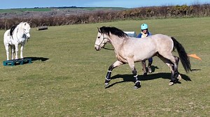 79K views · 2.1K reactions | Noah’s is a 3yr old Connemara Stallion I’ve recently purchased from Ireland  This is his first little training session. #younghorsetraining #horsetraining #horsemanship #equestrian #stallion #connemara | Emma Massingale | Facebook
