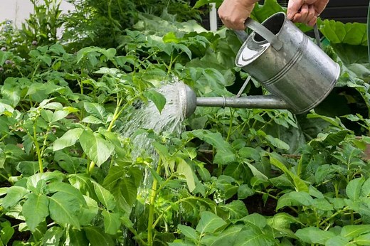 How Much Water Do Potatoes Need - Essential Plant Care Tips - Gardening Dream