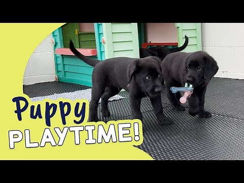 Cute Puppies in Training! | Guide Dogs Puppy Playtime