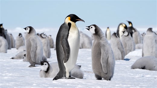 Visiting the Emperor penguins is a rare privilege. These remarkable birds thrive in Antarctica’s harshest conditions, enduring months of darkness and freezing cold to breed and raise their chicks. For just a small window each year, you can join White Desert's expert guides and witness their unique behaviours up close. From the delicate care of the parents to the curious waddle of the young chicks — this is one of the rarest wildlife encounters on Earth. Please note that all individuals photograp