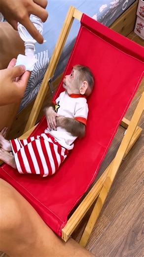 3K views · 84 reactions | Lala was sad and feeling sorry for herself because her face had become ugly! #Lala #Monkey #Bibi | Lala Update | Facebook