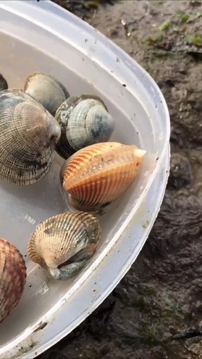 2.1M views · 5.8K reactions | Cockle puts his foot out #animals #nature | Jacob Colvin | Facebook