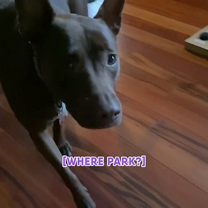 8.9K views · 516 reactions | Stella asks all the important questions...