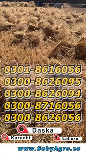 Reaper Binder Machine | گندم کو کاٹ کر اس کی گٹھیاں بنانے والی مشین | #reaperbinder #harvester #SobyAgroMachinery Contact for more information call/WhatsApp https://wa.me/923008716056 . https://wa.me/923008626170 . https://wa.me/923008626095 . https://wa.me/923008626094 . https://wa.me/923018616056 . https://wa.me/923008626056 . Karachi Showroom https://wa.me/923008626048 . https://wa.me/923008626064 Visit Now: Soby Agro Machinery near WAPDA Office Circular Road Daska, Sialkot. . Saggia Road Meh